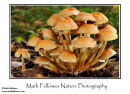 Sulphur tuft Hypholoma fasciculare