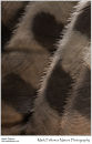 Tawny owl Strix aluco flight feathers