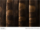 Tawny owl Strix aluco secondary feathers