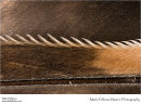 Tawny owl Strix aluco primary feathers