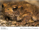 Common toad Bufo bufo