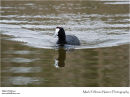 Red-knobbed coot Fulica cristata