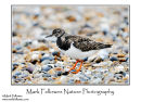 Turnstone Arenaria interpres