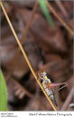 Unidentified cricket