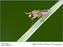 Unidentified fly