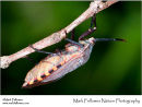 Unidentified hemipteran