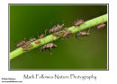 Aphids (Uroleucon sp.) on cat's ear stem.
