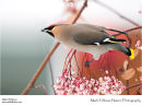 Waxwing Bombycilla garrulus