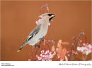 Waxwing Bombycilla garrulus