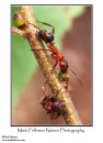 Blood red slave making ants Formica sanguinea 