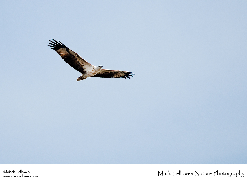 White-bellied sea-eagle <em>Haliaeetus leucogaster</em>