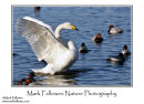Whooper swan Cygnus cygnus