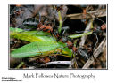 Wood ants Formica rufa with oak bush cricket prey