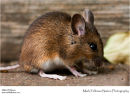 Wood mouse Apodemus sylvaticus