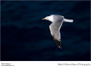 Yellow-legged gull Larus michahellis