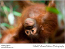 Bornean orangutan Pongo pygmaeus