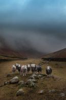 Sheep in the shadow of in Lingmell and the Great Gable 
