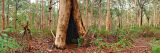 Karri Forest