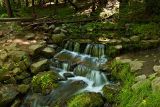 Fern Spring