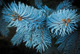 Conifer