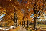 Fall Colors