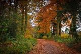 New Forest Autumn