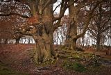 Ancient Trees