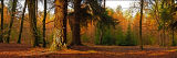 Autumn Colours