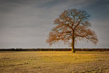 Autumn Sentinel