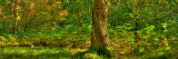 Ferns in Sunlight