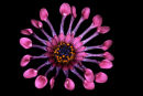 African Daisy