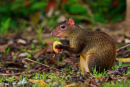 Agouti commun mangeant un fruit