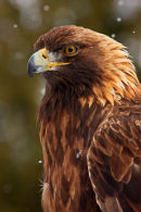 Aigle royal sous une faible neige