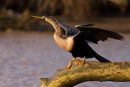 Anhinga d’Amérique au lever du soleil