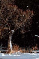 Arbre à contrejour