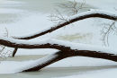 Arbre couché en hiver - Détail