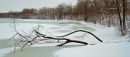 Arbre couché en hiver