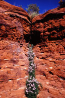 Filet de vie - Sedona, Arizona