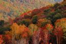 Flanc de montagne à l'automne