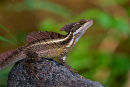 Basilic commun
