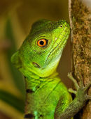 Basilic émeraude mâle juvenile