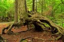 Arbre araignée