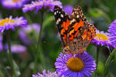 Belle dame sur vergerette