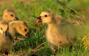 Poussins de bernaches du Canada 