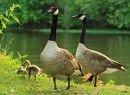 Bernaches du Canada et leurs poussins