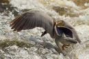 Bihoreau gris avec poisson dans les rapides