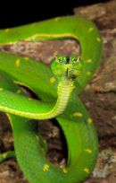 Bothriechis lateralis de face