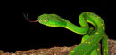 Bothriechis lateralis de profil