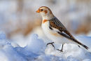 Bruant des neiges sur glace