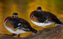 Deux canards branchus mâles au repos